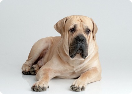 Kutyák, fotók Boerboels