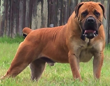 Boerboel - o descriere a rasei, fotografii, videoclipuri, articole