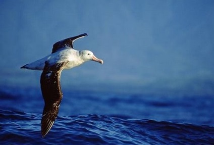 Petrel Antarctic, zăpadă, gigant, descriere