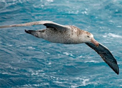 Petrel Antarctic, zăpadă, gigant, descriere