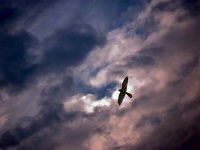 Petrel Antarctic, zăpadă, gigant, descriere