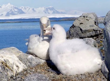 Petrel Antarctic, zăpadă, gigant, descriere