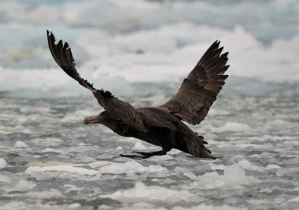 Petrel Antarctic, zăpadă, gigant, descriere