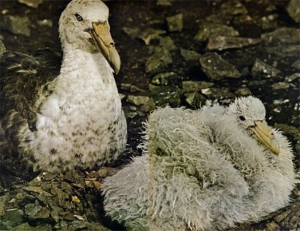 Petrel Antarctic, zăpadă, gigant, descriere