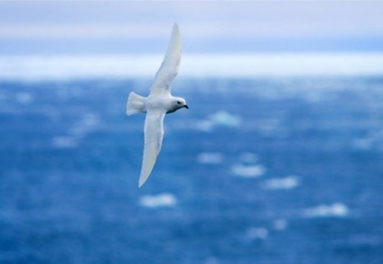 Petrel Antarctic, zăpadă, gigant, descriere