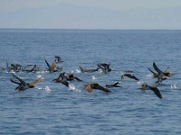 Petrel Antarctic, zăpadă, gigant, descriere