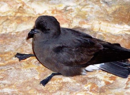 Petrel Antarctic, zăpadă, gigant, descriere