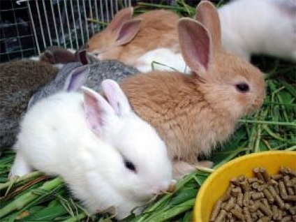 Ce să-i hrănești pe iepuri acasă, ce fel de iarbă poate fi dată, compoziția furajelor mixte, a vitaminelor,