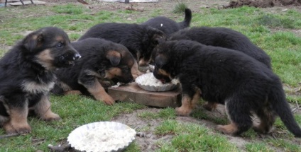 Ce să hrănești câinele ciobanesc german cu o dietă de pui și adulți