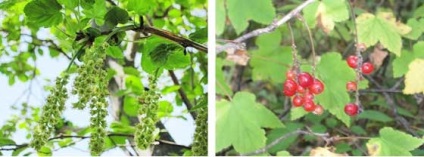 Negru și roșu coacăze proprietăți foto de utilizare coacăz sălbatic, birendeyka - pădure