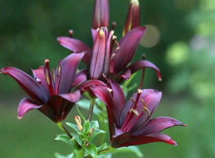 Black Lily