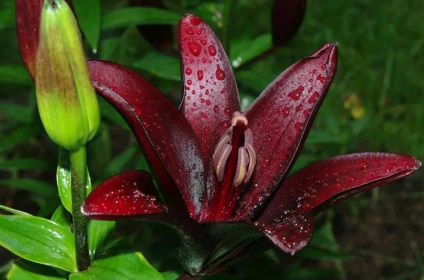 Black Lily