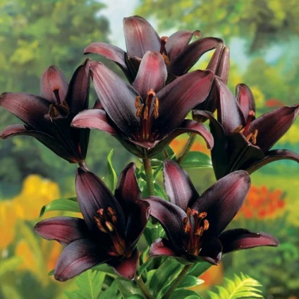 Black Lily