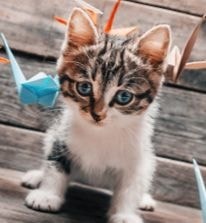 Mit kell tudni egy közelítő macska (humor a macskákról) - mindent a szerelemről a macskákról és a macskákról