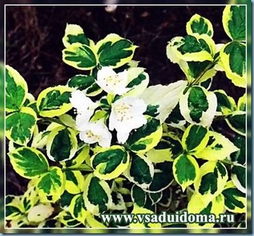 Chubushnik - засаждане, грижи и разновидности на това растение, на мястото на градина, вила и стайни растения