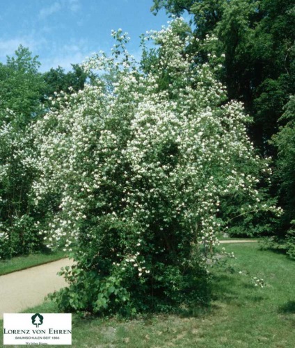 Chubushnik plantare și îngrijire virgină, fotografie