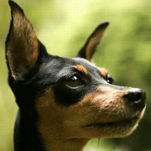 Miniature Pinscher fajta leírás, vélemény, jellemzőit, gondozás és karbantartás, és úgy néz ki, mint ez