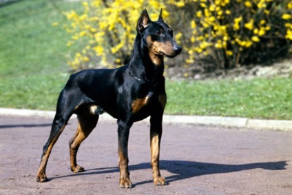 Miniatura Pinscher Descrierea rasei, recenzii, caracteristici, îngrijire și conținut și cum arată acest lucru