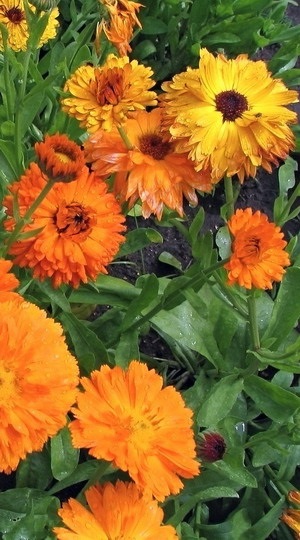Florile de gălbenuș și soiurile sale din fotografie sunt erecte, galbenelele sunt lăptuite cu fină, gălbenele de culoare mică