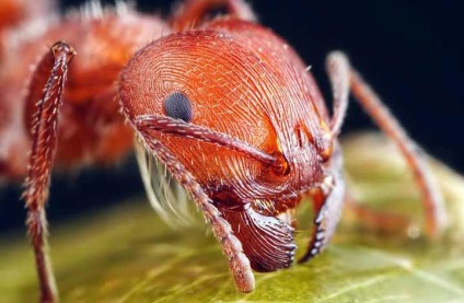 Cele mai dureroase mușcături dintre insecte, în fălcile animalelor