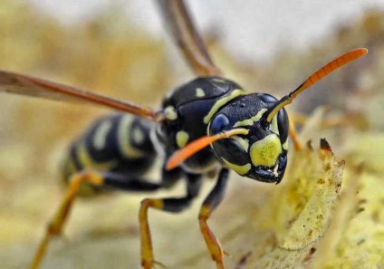 Cele mai dureroase mușcături dintre insecte, în fălcile animalelor