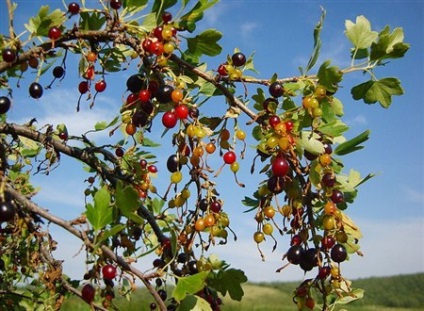 Wild ribizli, lucfajd, Népszámlálási