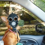 Respirați în mașină sau ... nu respirați purificatoarele de aer pentru acasă și birou