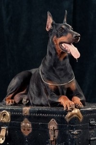 Serviciu Doberman de câini cu caracter devotat și cu sânge rece