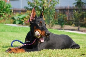 Serviciu Doberman de câini cu caracter devotat și cu sânge rece