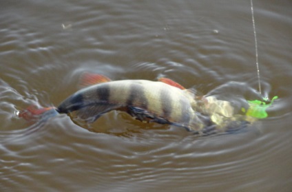 Perseverență lungă pe un lac lung