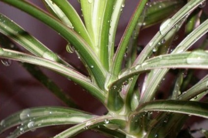 Dracaena otthoni gondozást fotó