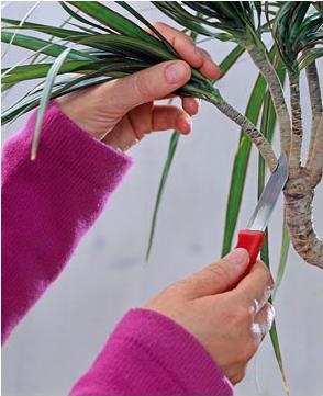 Dracaena otthoni gondozást fotó