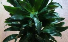 Dracaena îngrijire la domiciliu - specii de flori de interior, reproducere, fotografie și video despre îngrijire