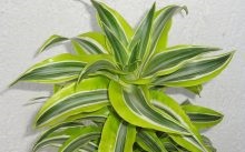 Dracaena îngrijire la domiciliu - specii de flori de interior, reproducere, fotografie și video despre îngrijire