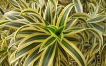 Dracaena îngrijire la domiciliu - specii de flori de interior, reproducere, fotografie și video despre îngrijire