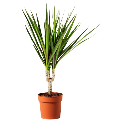 Dracaena îngrijire la domiciliu - specii de flori de interior, reproducere, fotografie și video despre îngrijire