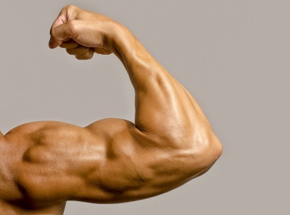 Bicepsul muscular al umărului și structura bicepsului sunt lungi și scurte, funcțiile