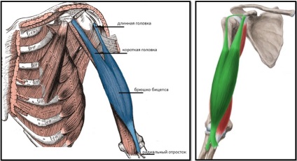 Bicepsul muscular al umărului și structura bicepsului sunt lungi și scurte, funcțiile