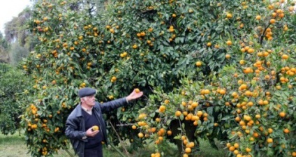 Agricultura în Abhazia