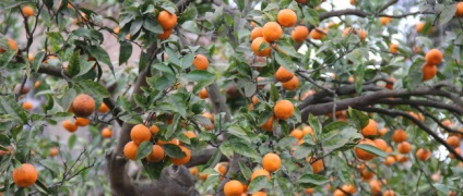 Agricultura în Abhazia