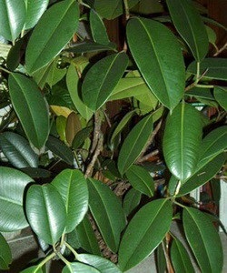 Ficus de îngrijire acasă, frunze toamna