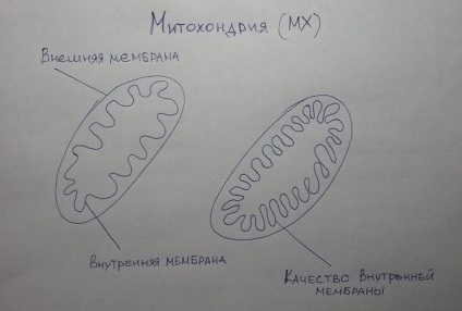 Fizikai kitartás és a mitokondriumok jelenléte