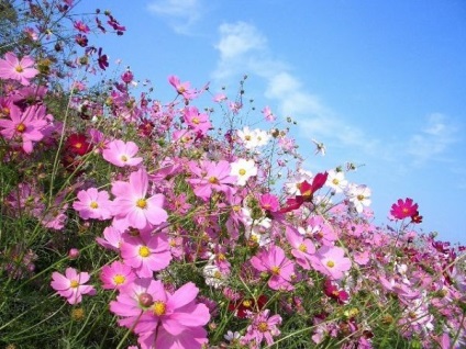 Phlox paniculata (phlox paniculata) - îngrijirea, reproducerea, fertilizarea, plantarea unei grădini