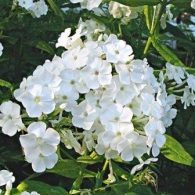 Phlox paniculata (phlox paniculata) - îngrijirea, reproducerea, fertilizarea, plantarea unei grădini