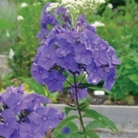 Phlox paniculata (phlox paniculata) - îngrijirea, reproducerea, fertilizarea, plantarea unei grădini