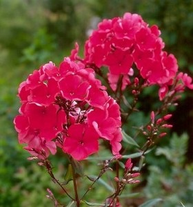 Phlox paniculata (phlox paniculata) - îngrijirea, reproducerea, fertilizarea, plantarea unei grădini