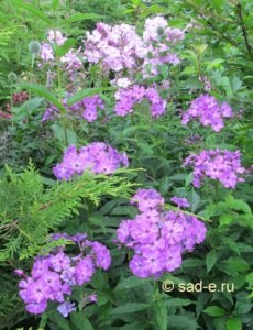 Phlox paniculata, mind a növények