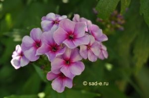 Phlox paniculata, mind a növények