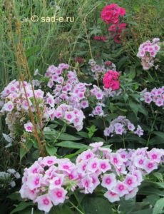 Phlox paniculata, mind a növények