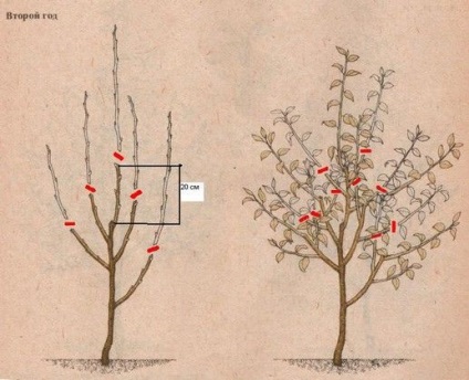 Formarea și tăierea mărului - pomi fructiferi